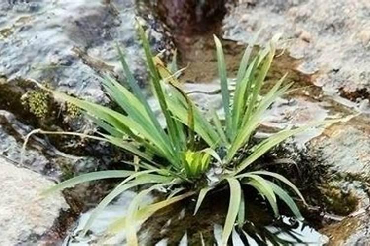 小石菖蒲盆景种植方法