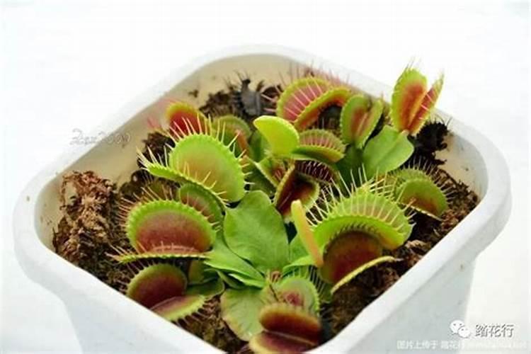 捕蝇草肥料怎么做