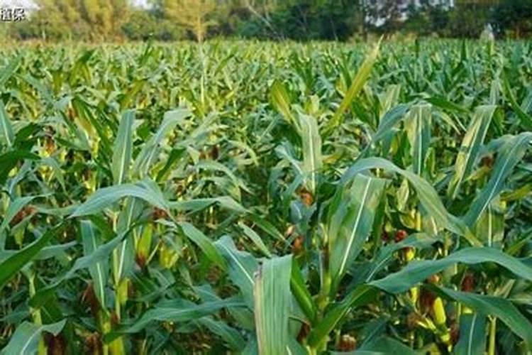 细芦笋怎么处理