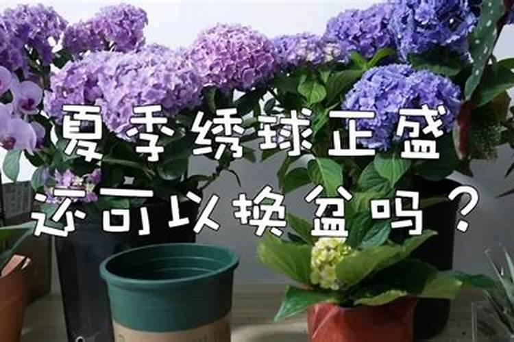 盆栽茶花上什么肥最好(茶花施什么肥)