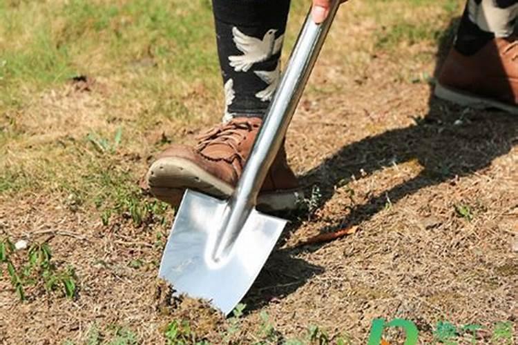 大蒜专用复合肥排名前十的有