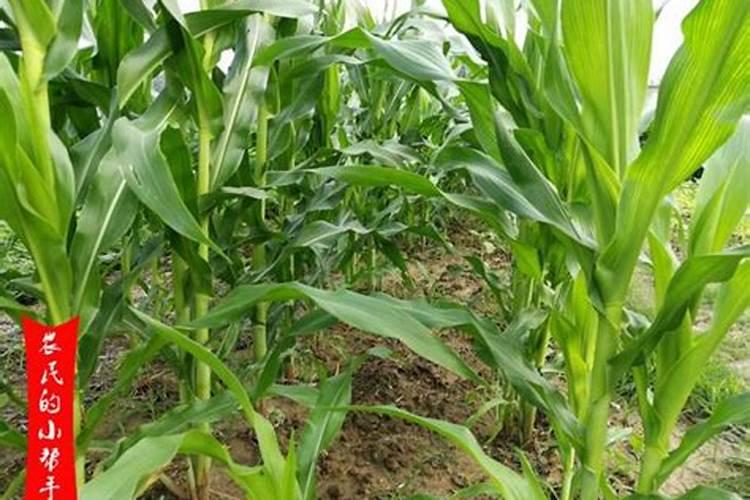 玉米播种,一亩地应该上多少肥料？怎么施肥才能不浪费？