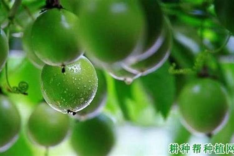 盆栽百香果如何施肥