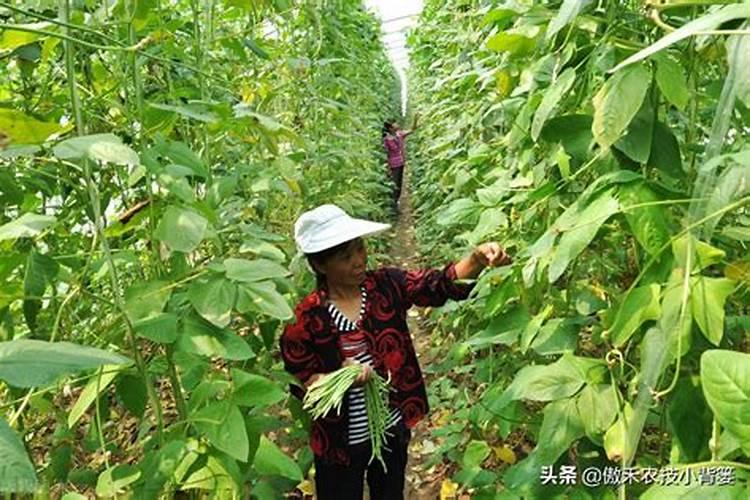 豆角怎么管理才能高产 豆角如何管理才能高产