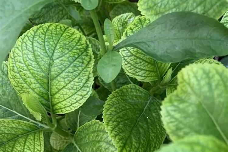 天然的磷钾肥有哪些 天然的磷钾肥有