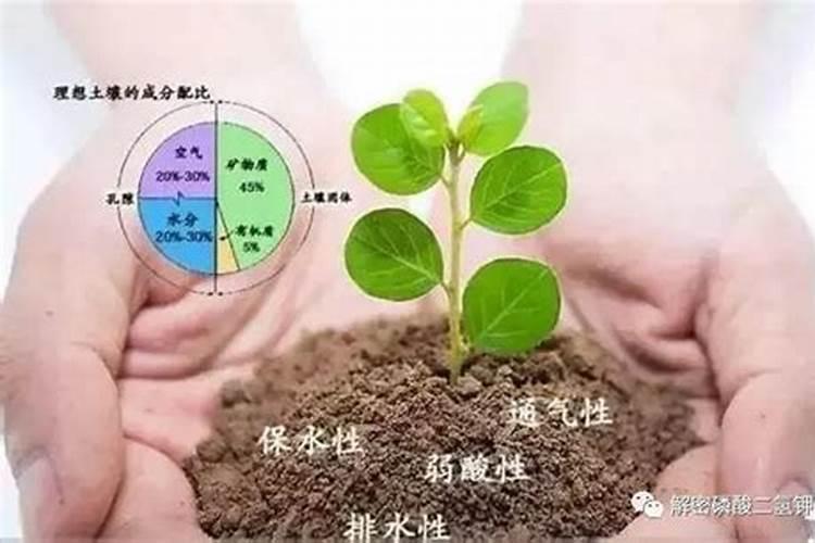 茶叶种后多久施肥