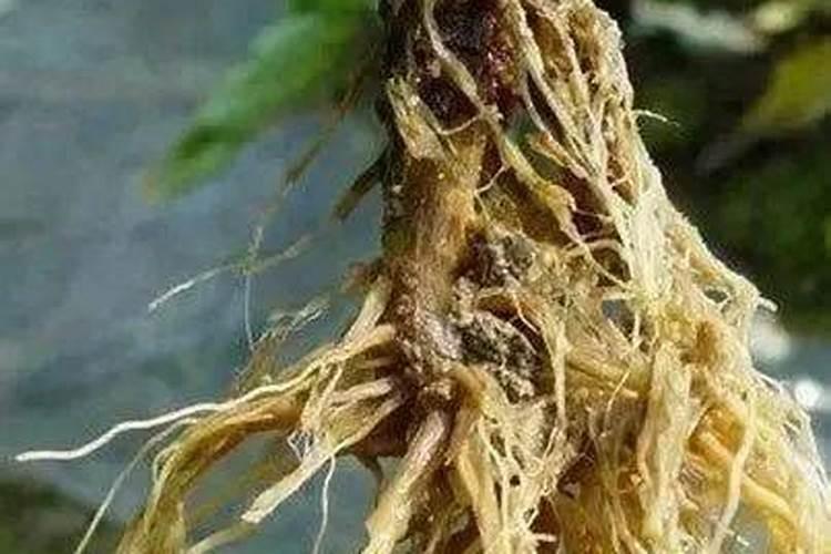 尿素和氮肥,哪个给果树施肥的效果好？为什么？