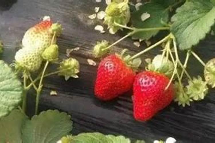 黄瓜定植后几天浇缓苗水