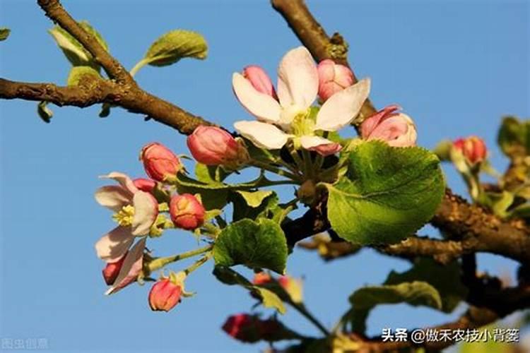 无花果树用什么肥