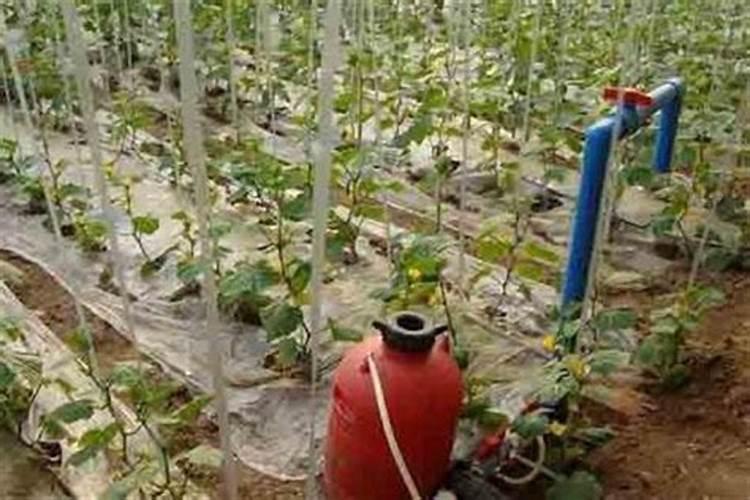 红薯生根剂怎么配制