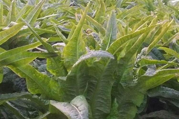 莴笋叶片封垄时,肉质茎开始横向膨大要怎么做？