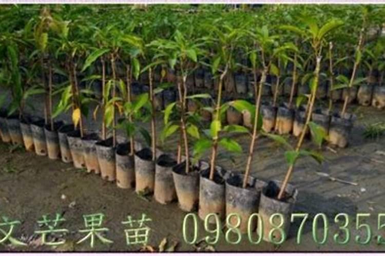 芒果树怎么养