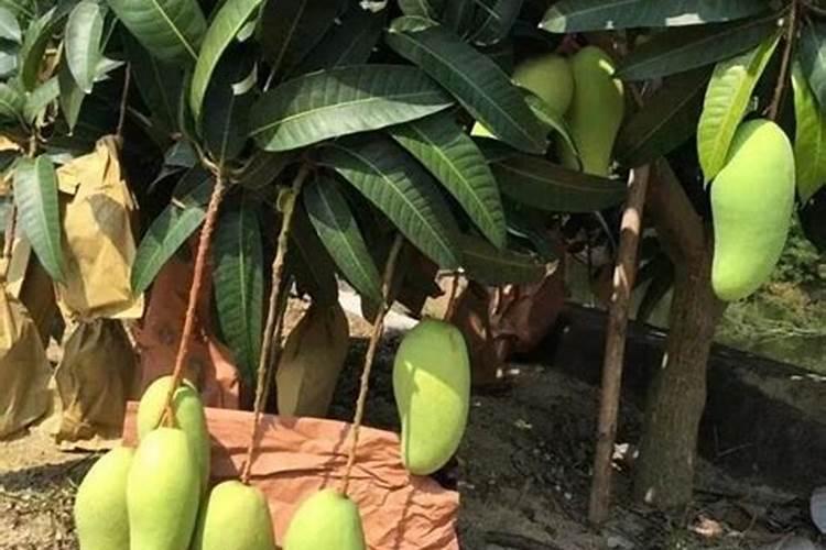 包菜种植的方法