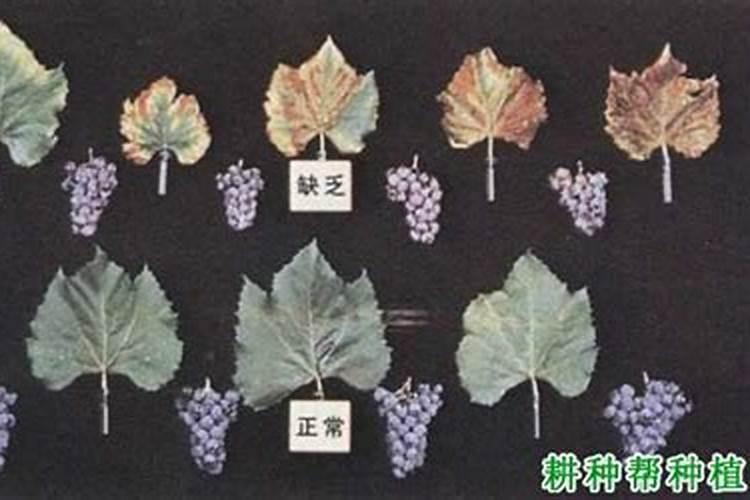 葡萄为什么要施钾肥,葡萄施钾肥有什么后果