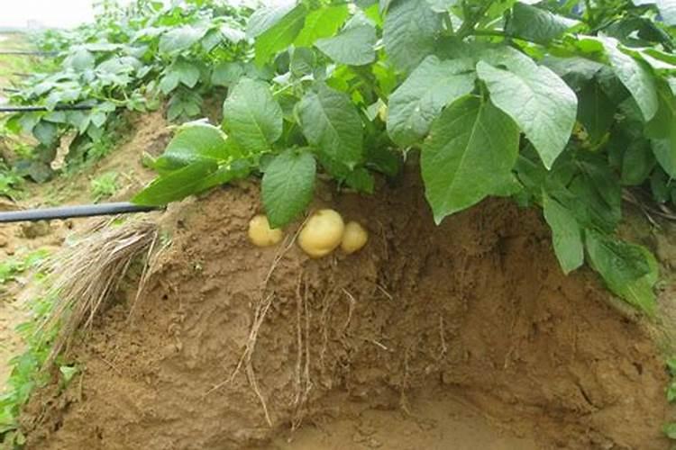 种植土豆用什么化肥