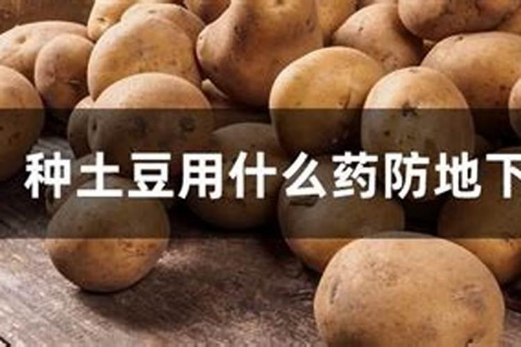 土豆开花后施什么肥料,土豆开花后结的果实能吃吗