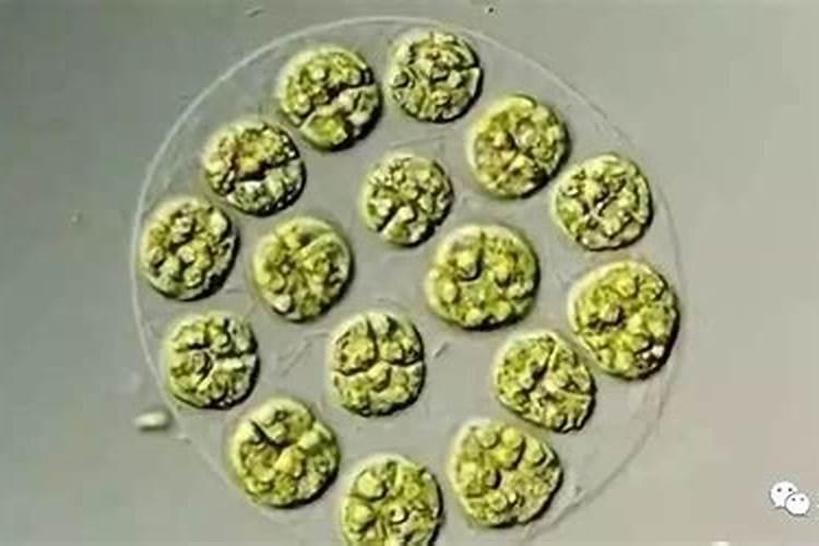 藻类植物对人类有哪些益处？