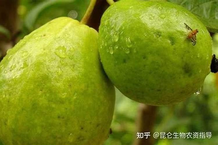 月季春天怎么施肥