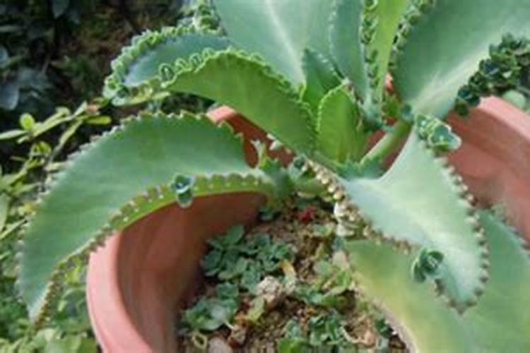 周口哪一家农资卖伯泰丰氨基酸水溶肥