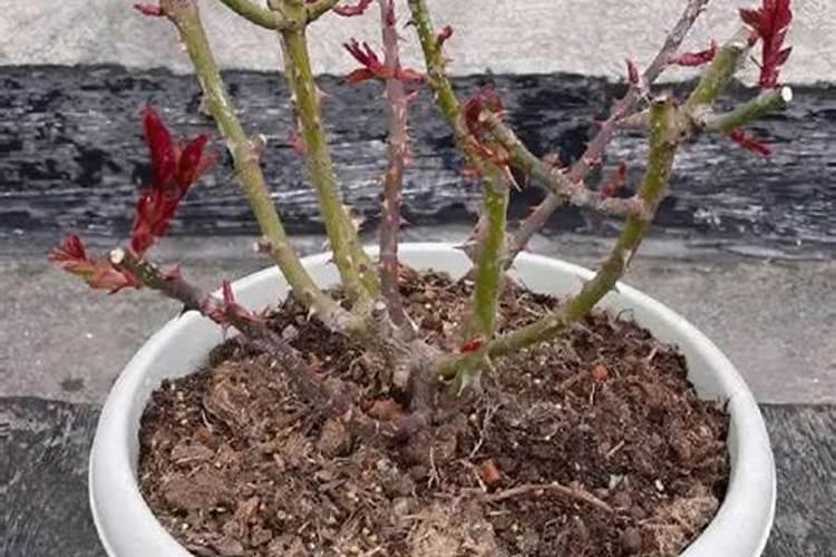 飘香藤施什么肥花开的旺盛