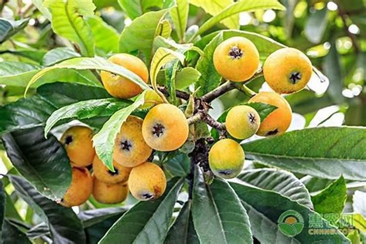 枇杷树每年分几个阶段施肥,每一个阶段该施什么肥？