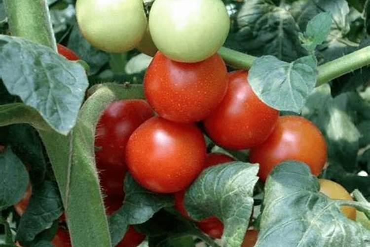 柴火的锅灰有什么作用