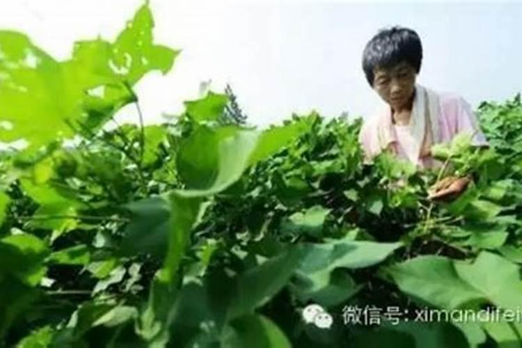 豆角叶子发黄是什么病