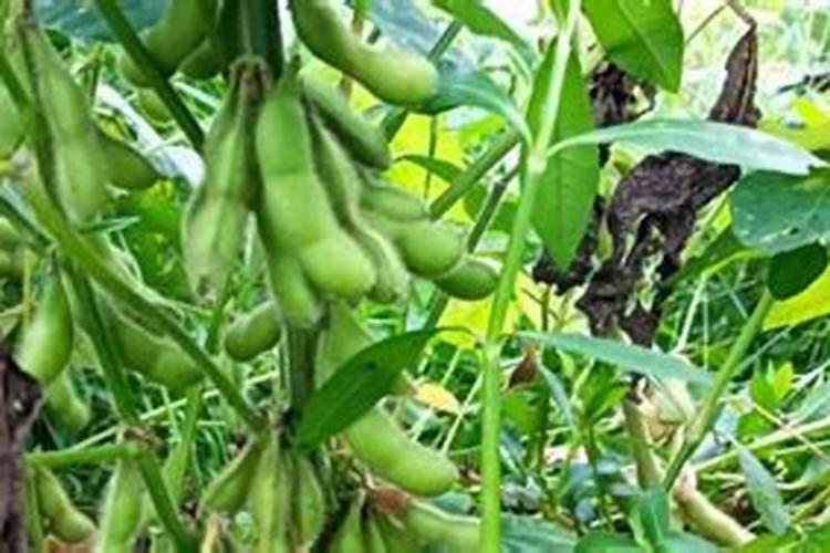 贝壳粉碎后能干什么