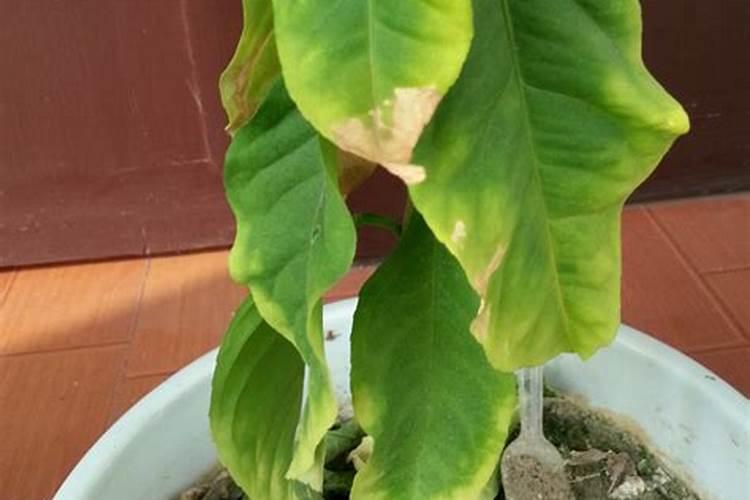 西红柿定植后几天打药