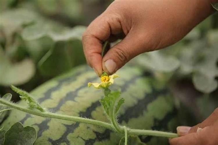 西瓜在对花期间能不能灌营养素？