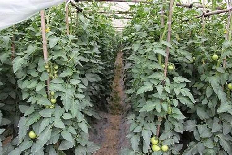 豇豆怎样施肥产量高(豇豆的施肥料时间及技术要点)