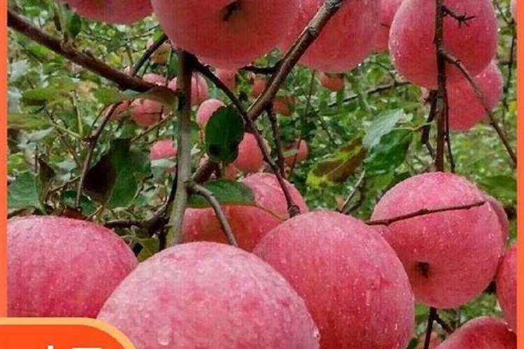 错过太可惜!葡萄施肥之氮、磷、钾、硼、锌!时间和方法都在