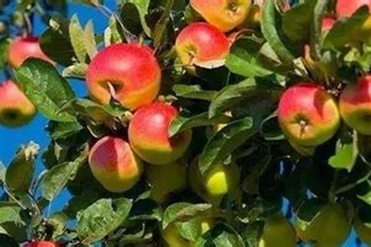 葡萄春天什么时候补硼肥锌肥