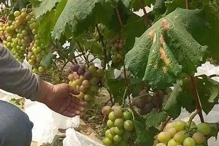 体现土壤肥力高低的重要指标具体是哪些