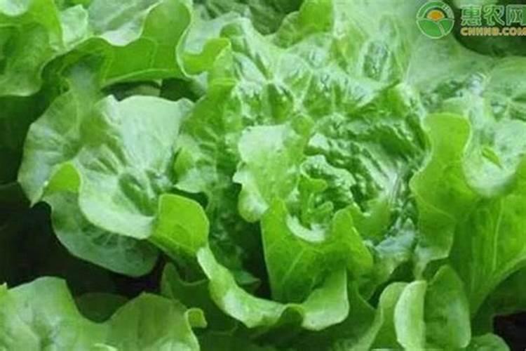 要让生菜叶快速疯长,得用什么？