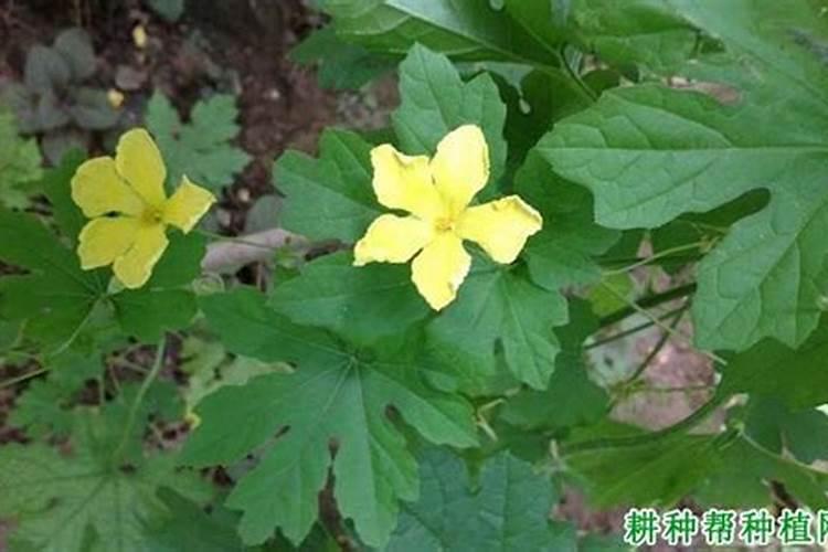 月季施肥时间