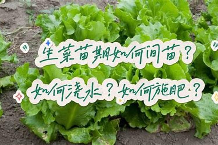 生菜高产种植技术