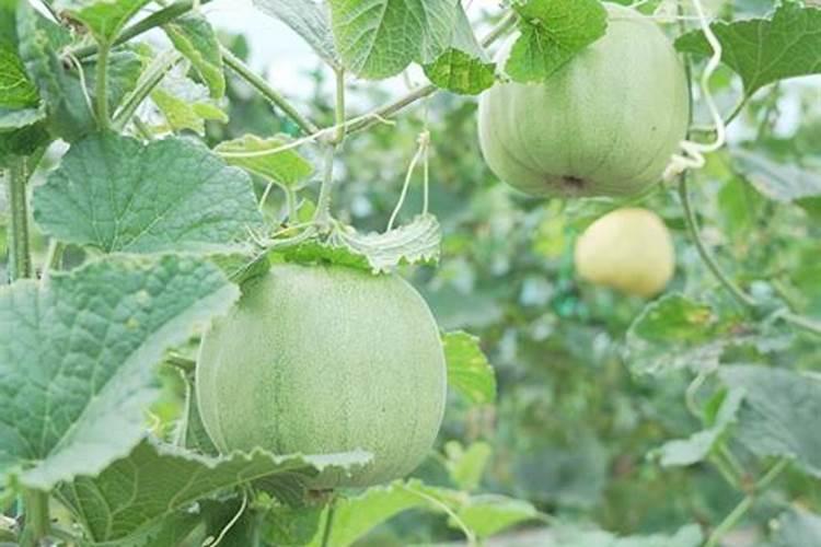 保花保果用什么药