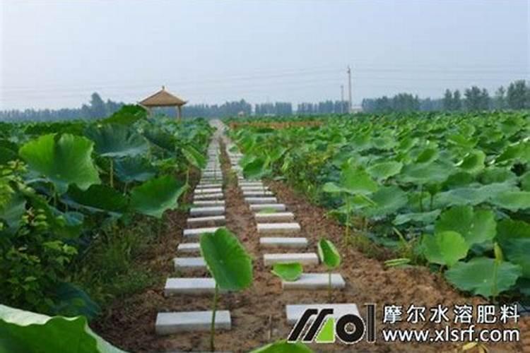 种藕用哪种肥料好