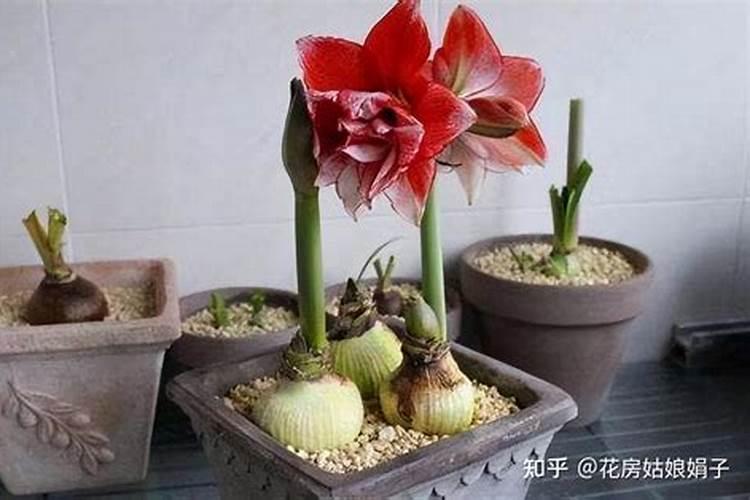 草坪施用追肥时的注意事项: