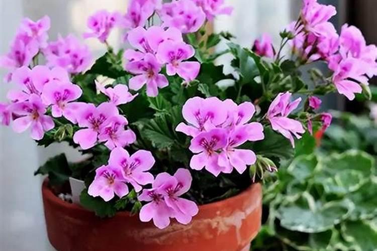 茶花如何施氮肥长得好