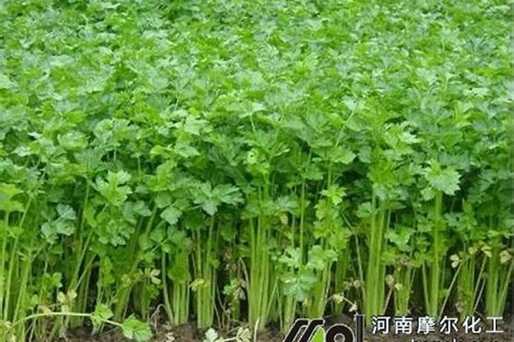 芹菜最好的肥料