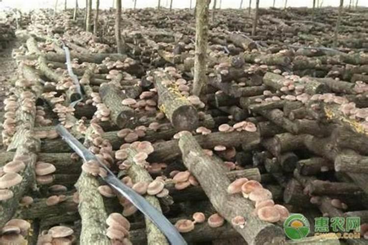 种植猕猴桃需要什么肥料