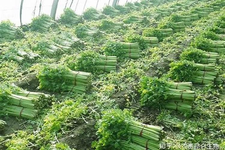 芹菜用什么肥料长的快