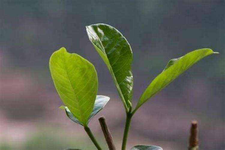 南瓜怎样打尖打叉