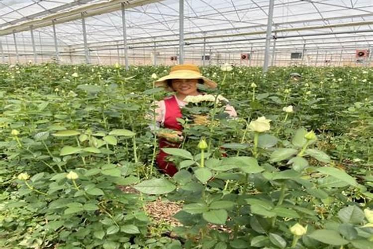 月季花的养殖方法和注意事项