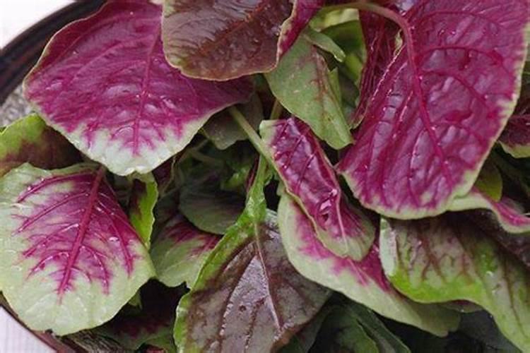 苋菜喜欢什么肥料