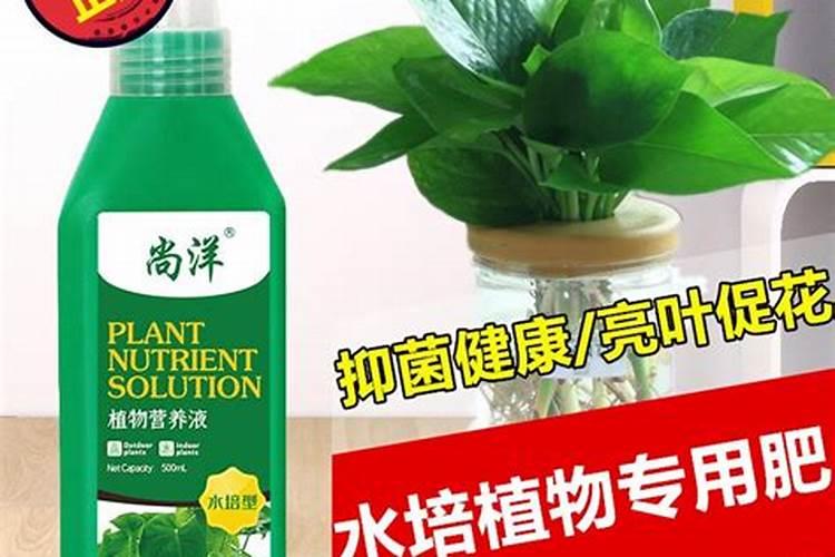 绿萝怎么施肥才好？如何浇水