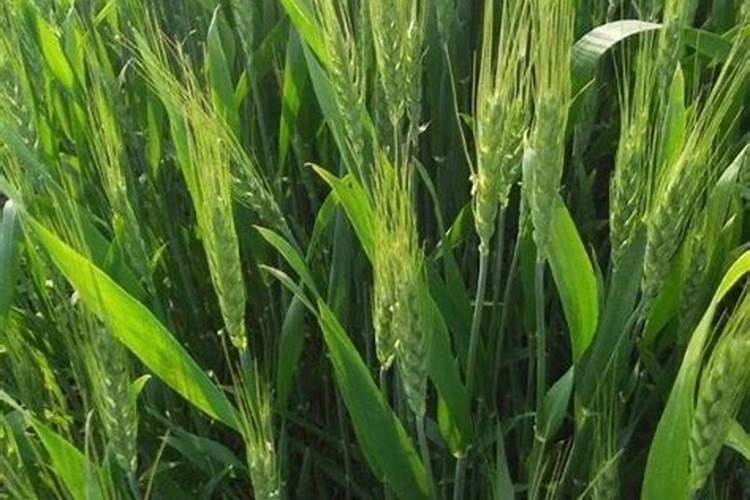 920、复硝酚钠和芸苔素能不能同时用？