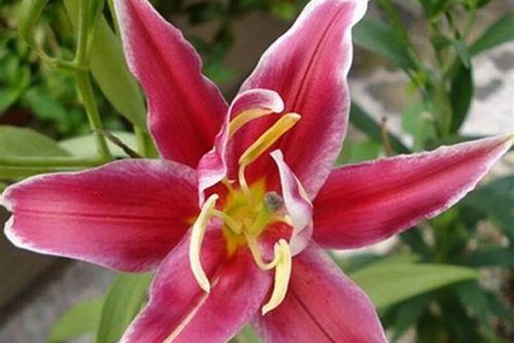 油桃喷什么可以使果膨大？